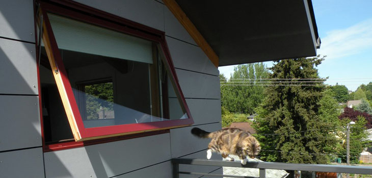 modern_details_71st-loewenaccesswindow-chesterthecat
