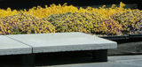modern_details_green3-paveronpedestal-greenroofsedum